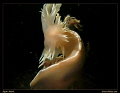   Spanish Dancer take two. Found two these wonderful nudis swimming my recent trip. Shot taken 80ft Canon G7 Single Sea YS27DX Strobe trip  